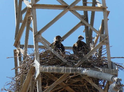 Baby eagles