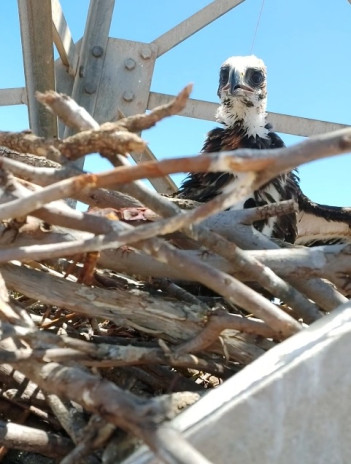 eagle chicks